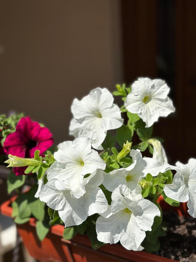 Magda Guest house